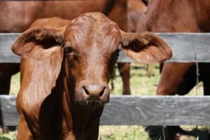 Susatinable farming with droughmaster cattle and calves